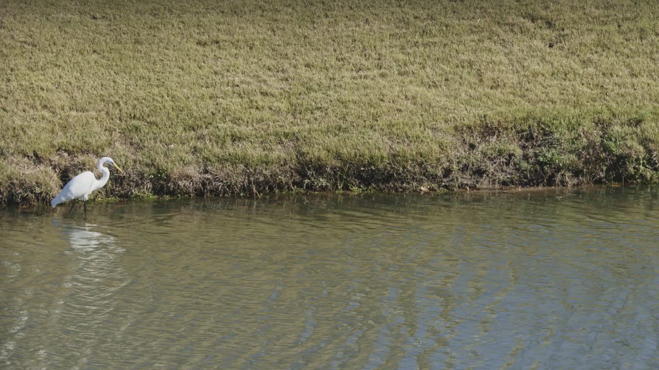 자연에서 화창한 날 동안 물 강에서 물고기를 잡는 조심스러운 헤론 새의 정적 중간 물고기