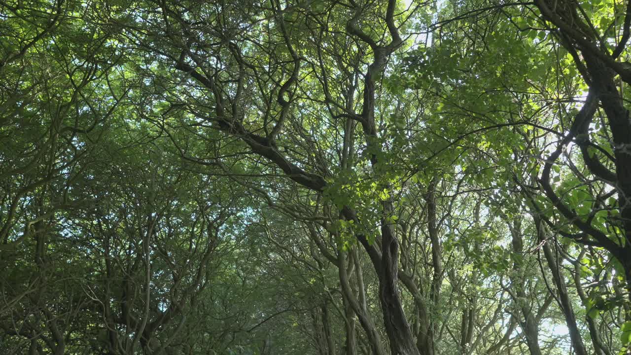 Sunlight breaking through forest canopy in slow motion at Thornton Cleveleys, Wyre, Lancashire, UK