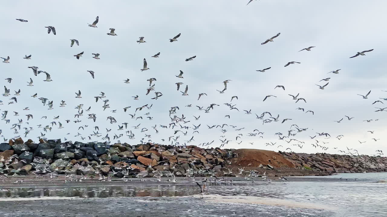 Hundreds of migratory birds over the waters of Gilligan Island in La Punta, Callao, Peru