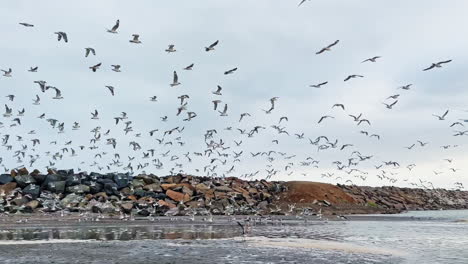 hundreds of migratory birds over the waters of gilligan island in la punta, callao, peru