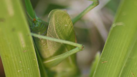 Abdomen-De-Saltamontes-Verde-Sentado-Sobre-Una-Hoja-De-Planta-Verde