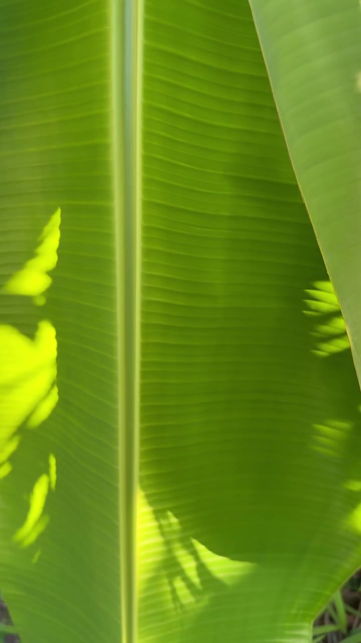 Close-up of a Vibrant Green Banana Leaf in Sunlight