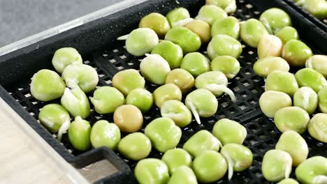 microgreens pea seeds 3 day old, sprayed twice a day with water showing roots