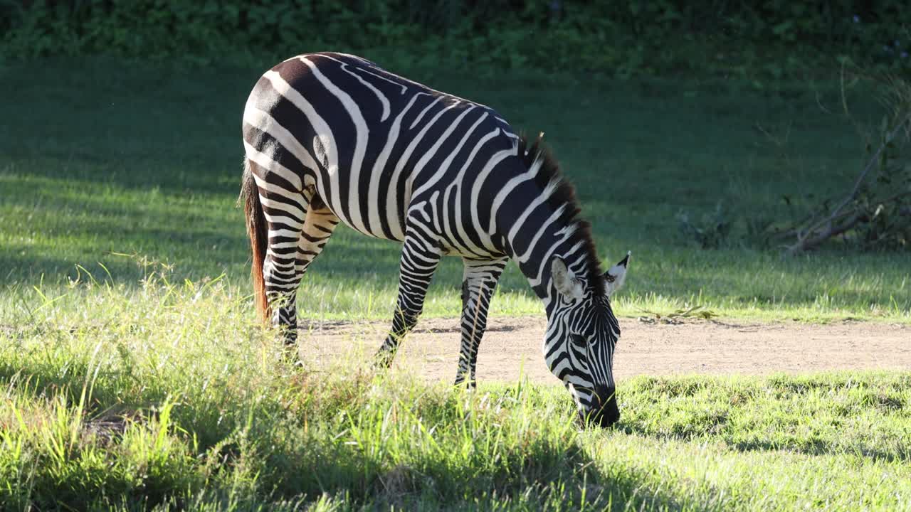 una cebra comiendo hierba en un entorno sereno