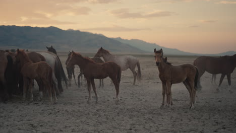 wild horses at sunset