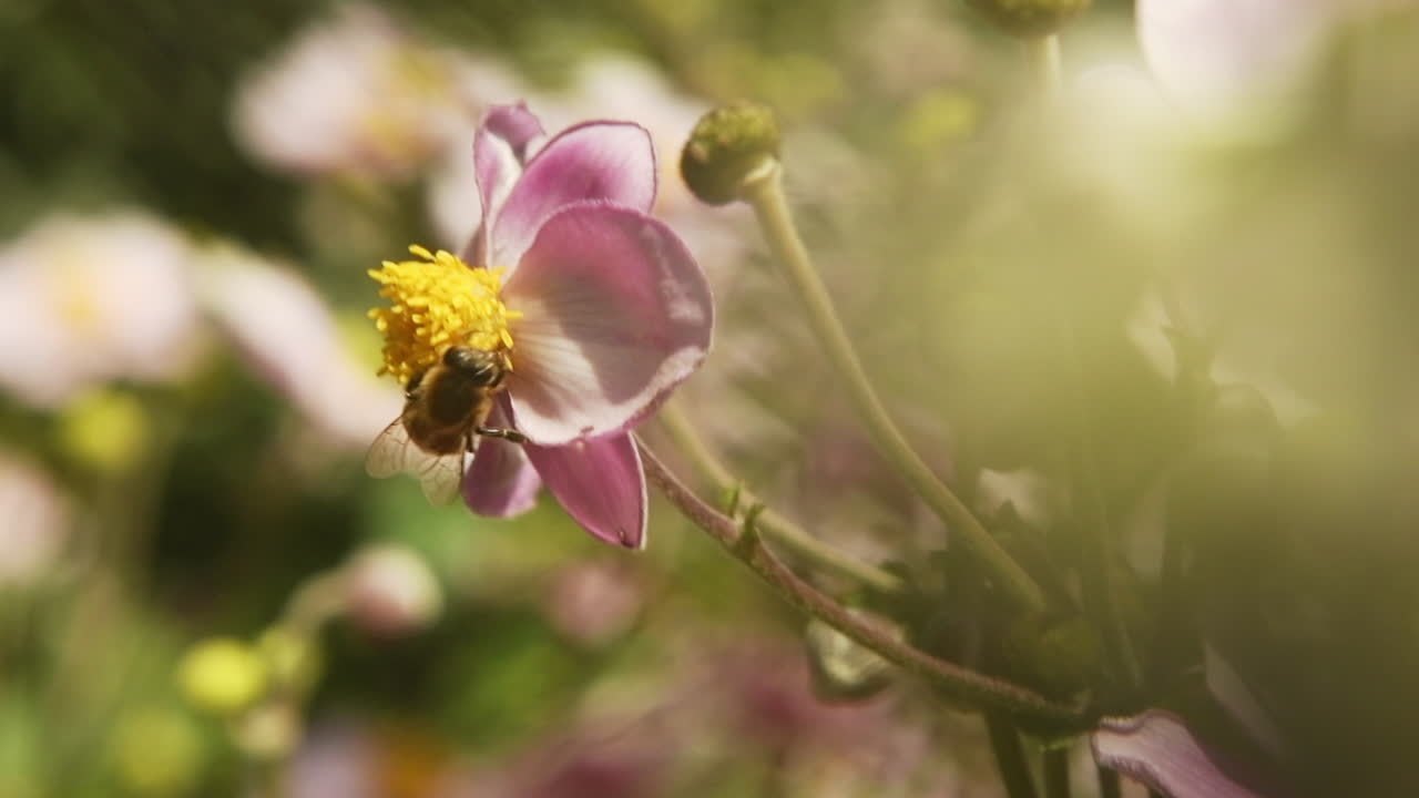 En frisk honningbie kryper rundt de lyse gule pistillene og rosa kronbladene til en Grape Leaf Anemone-blomst i et klipp fylt med det blandede fokuset, og skaper en ren scene av vitalitet og helse
