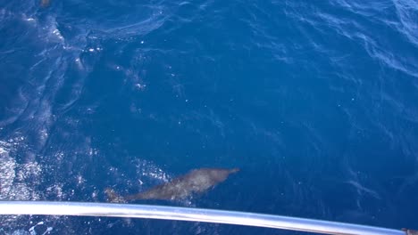 dolphin and calf swimming alongside boat 3