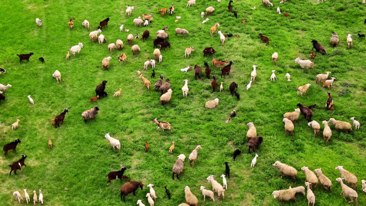 Vista aerea da drone di pecore e capre al pascolo in una radura con erba verde e alberi in Moldavia