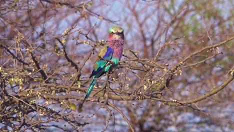 un pájaro multicolor de pecho lila se sienta en un árbol en un safari en namibia áfrica