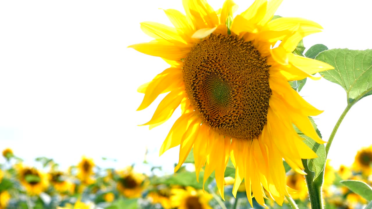 밝고 은 여름날에 꽃이 피는 해바라기 들판.