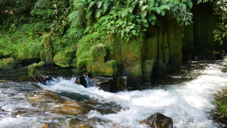 stream-flowing-into-lush-Te-Whaiti-Nui-A-Toi-canyon-in-Whirinaki,-New-Zealand