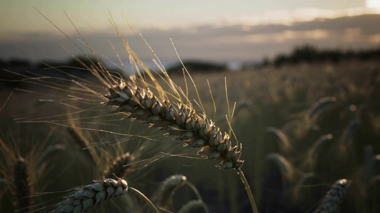 Pulling camera drawing close to single ear of wheat in coastal grain field, revealing sunlit grains
