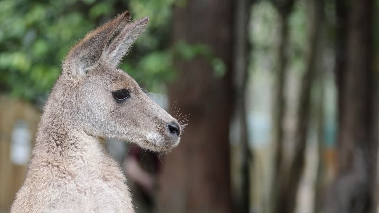 Kangaroo head movements in a natural forest setting