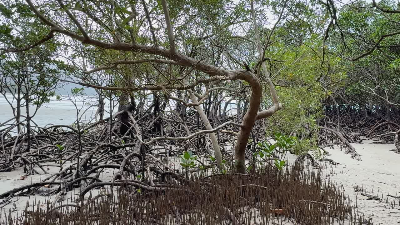 Mangrove trees and pneumatophores in a serene coastal setting with natural lighting and static camera