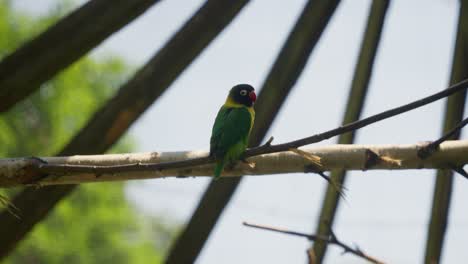 Pájaro-Exótico-En-Cautiverio-Sentado-En-Un-Pequeño-Tronco-De-Palo