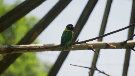 pájaro exótico en cautiverio sentado en un pequeño tronco de palo