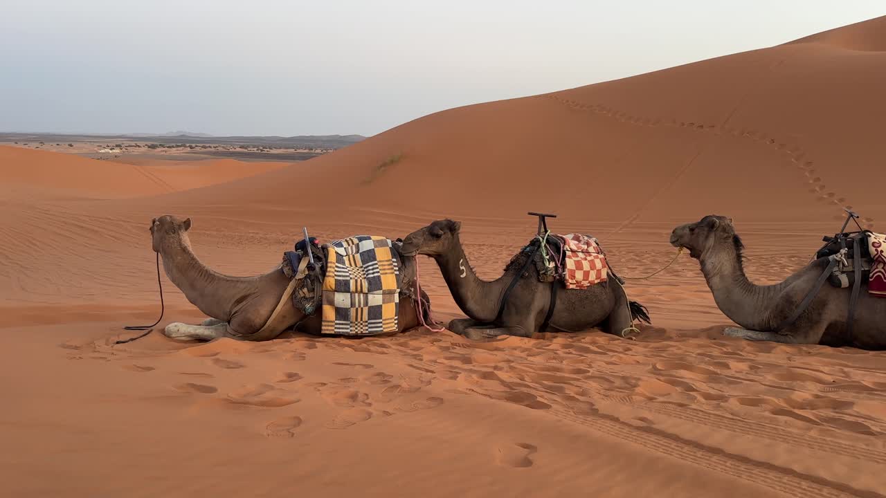 Cammelli che riposano nel deserto
