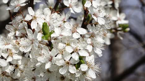 Camera-movements-showing-blossoming-white-trees-in-the-spring-time