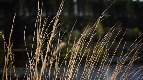 close up of moorland grass swaying in the wind