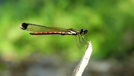 Libelle-Libellago-Greeni-Green&#39;s-Gem-Chlorocyphidae-Endemische-Sri-Lanka-Libelle-Insekt-Sitzt-Auf-Einem-Baum-Brance-Südasien-Fliegende-Jagd