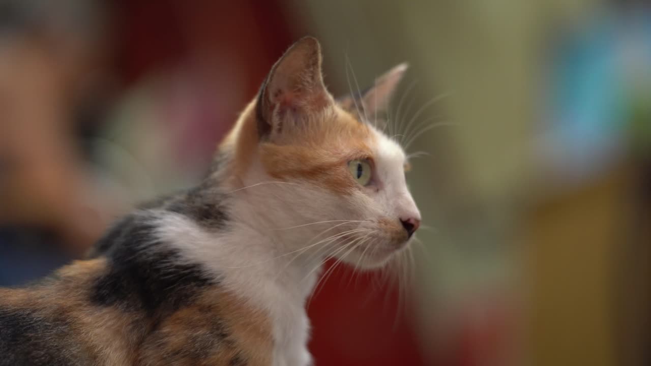Un gatto randagio nella città vecchia di Wulai