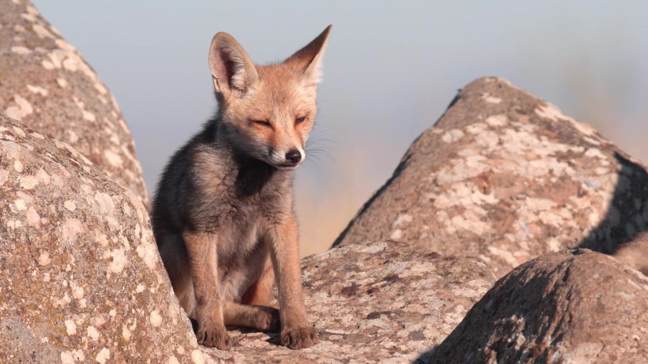 Cucciolo di volpe rossa carino seduto su rocce di basalto vulcanico, che guarda altrove. Fauna selvatica delle Alture del Golan, Israele
