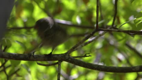 Un-Pinzón-De-Galápagos-Se-Sienta-En-Un-árbol-El-Pájaro-Que-Inspiró-La-Teoría-De-La-Evolución-De-Darwin