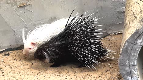 two porcupines