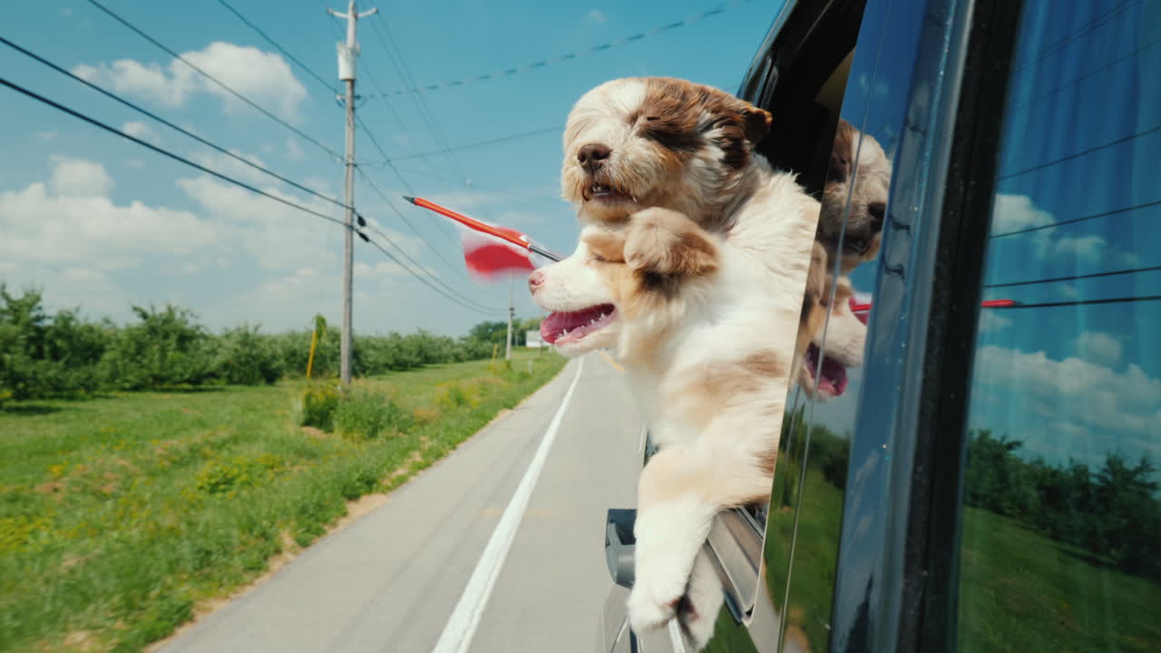 캐나다 국기가 달린 귀여운 개 두 마리가 캐나다 차창 밖을 내다본다