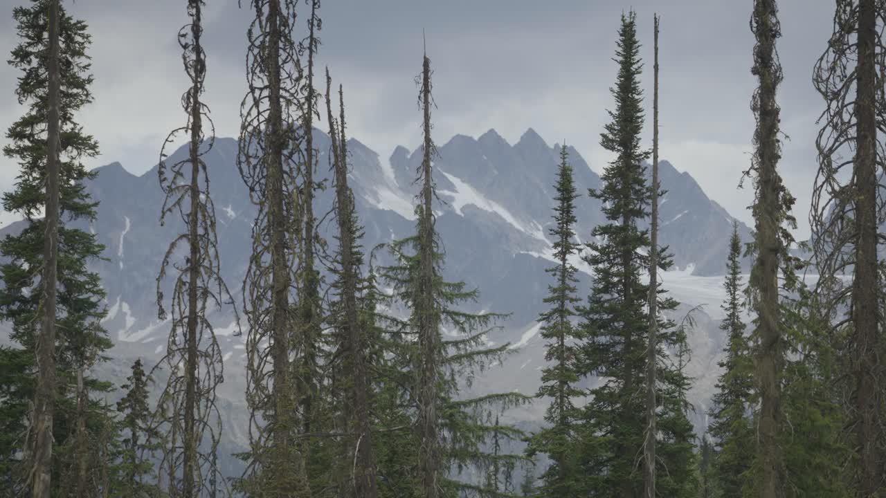 árboles oscilantes con montañas nevadas detrás