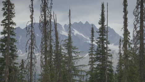 Swaying-trees-with-snowy-mountains-behind