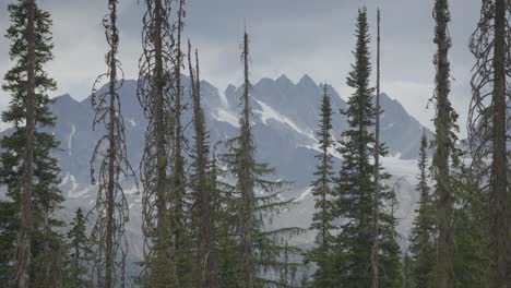 swaying trees with snowy mountains behind