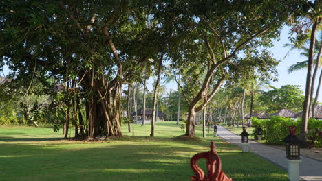 ancient tropical banyan tree and walkway lined with garden lamps inside the yard of intercontinental bali resort, indonesia