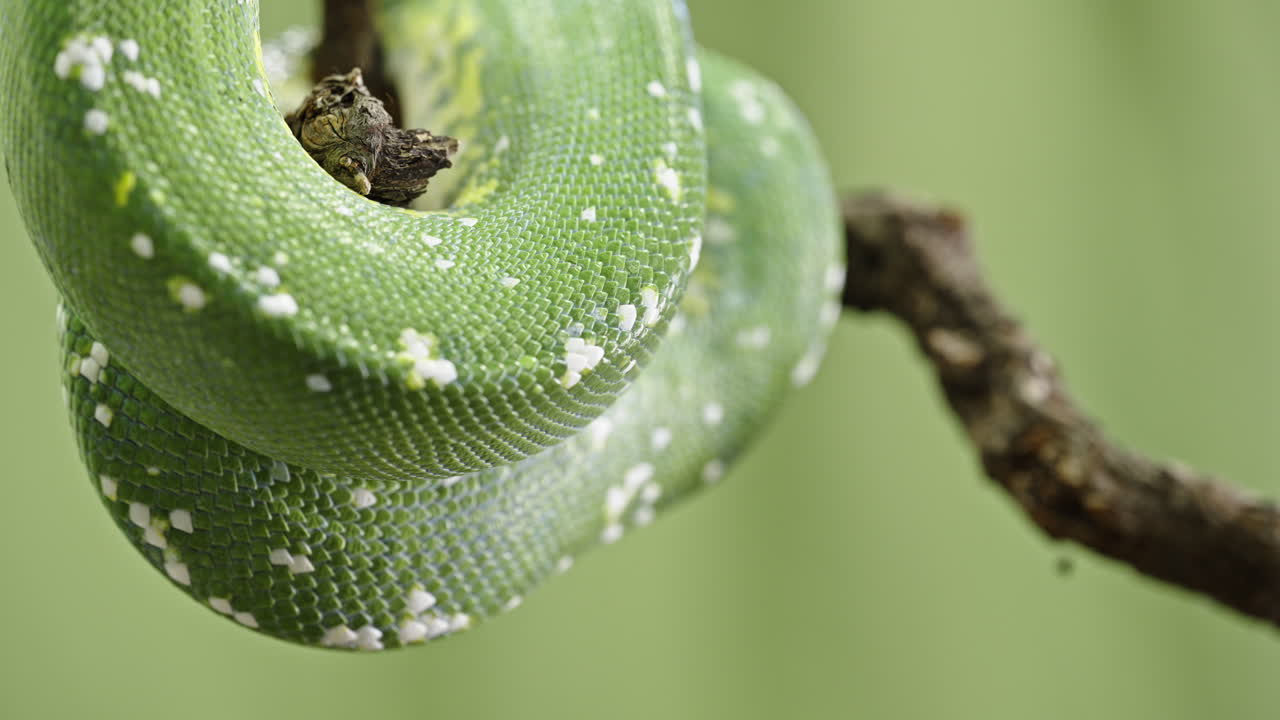 Green Tree Python Closeup