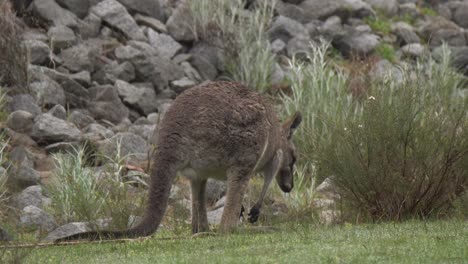 grey kangaroos foraging and enjoying the warmer weather