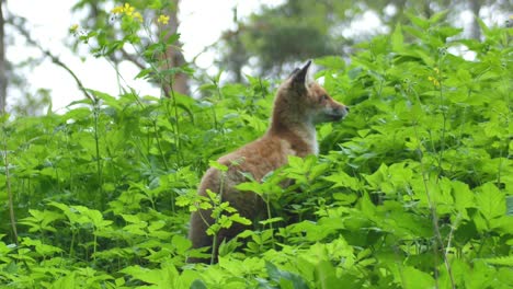 Cute-red-fox-cub-stands-in-the-grass-and-looks-at-the-camera