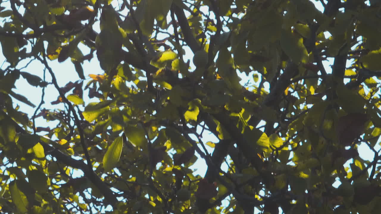 la luz del sol filtrándose a través de las hojas de los árboles