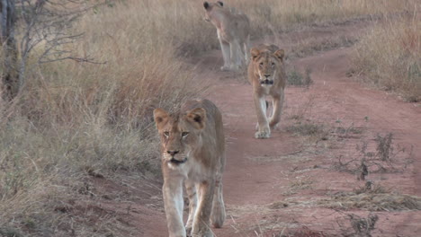 Group-of-young-lions-walk-quickly-along-dirt-path-across-savannah-plains-chasing-each-other