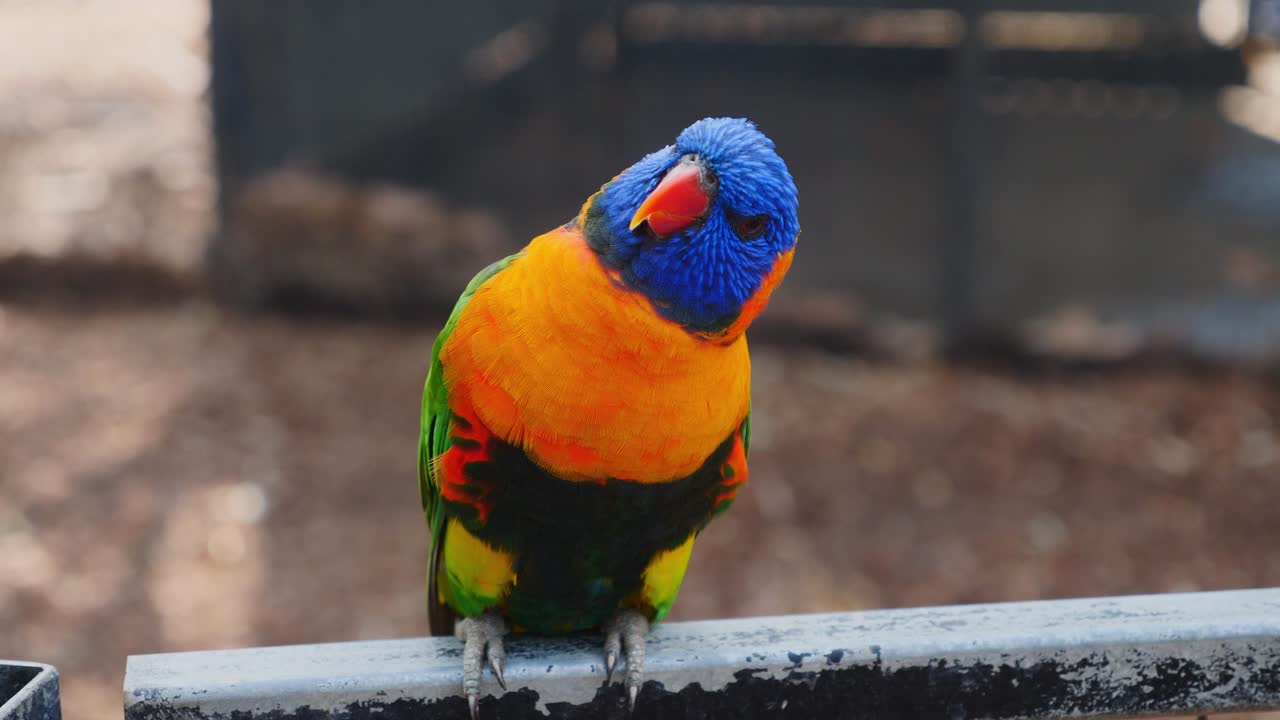 alimentación humana lorilkeets coloridos de australia salvaje - cierre de tiro loro loro arcoiris comiendo comida de humanos