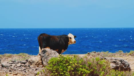 free range cow by the sea staring directly at the camera, slow motion