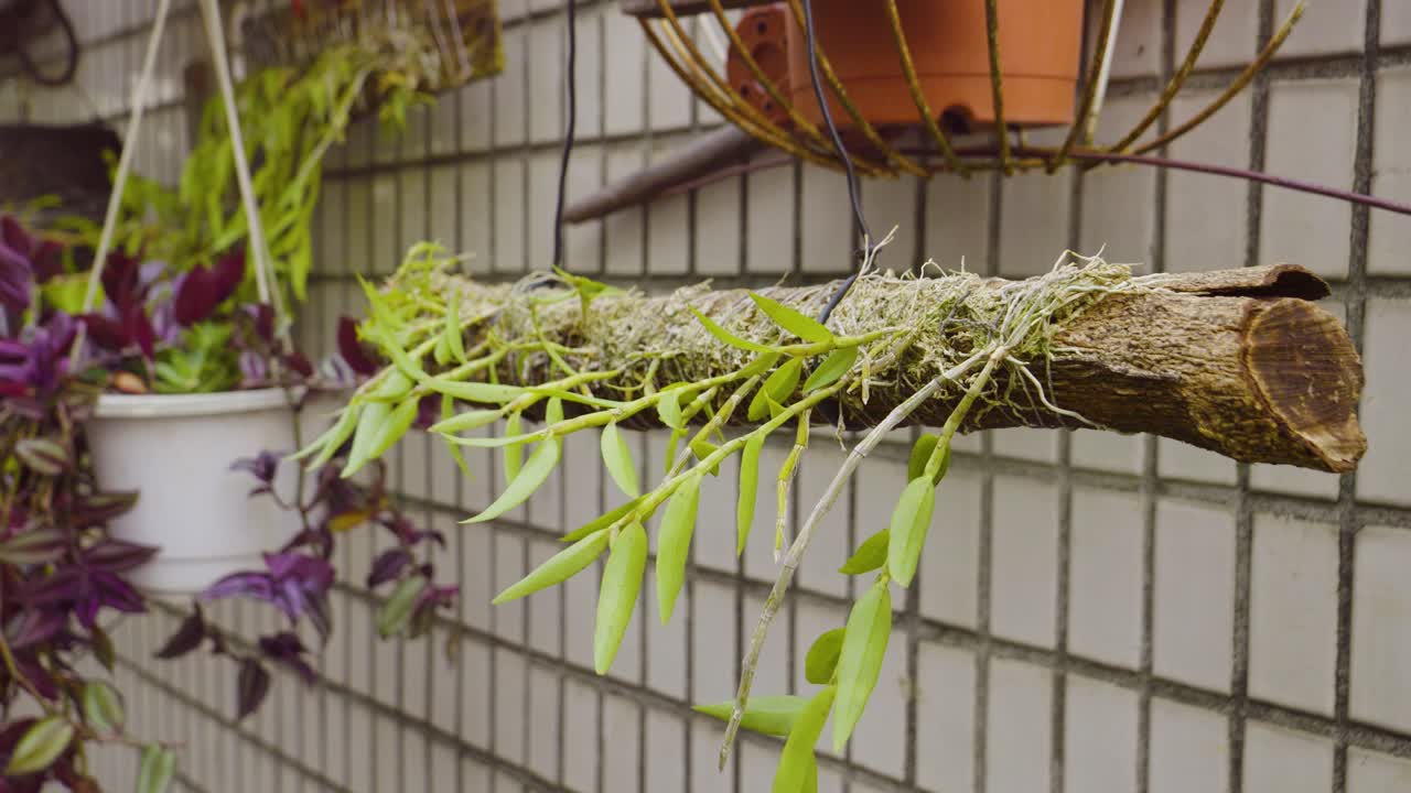 Handheld shot of pot of green plant and a wooden log with a plant on it, outdoor