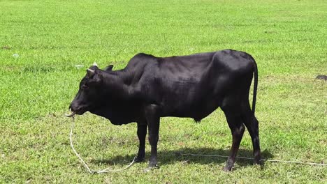 black cow in a green field