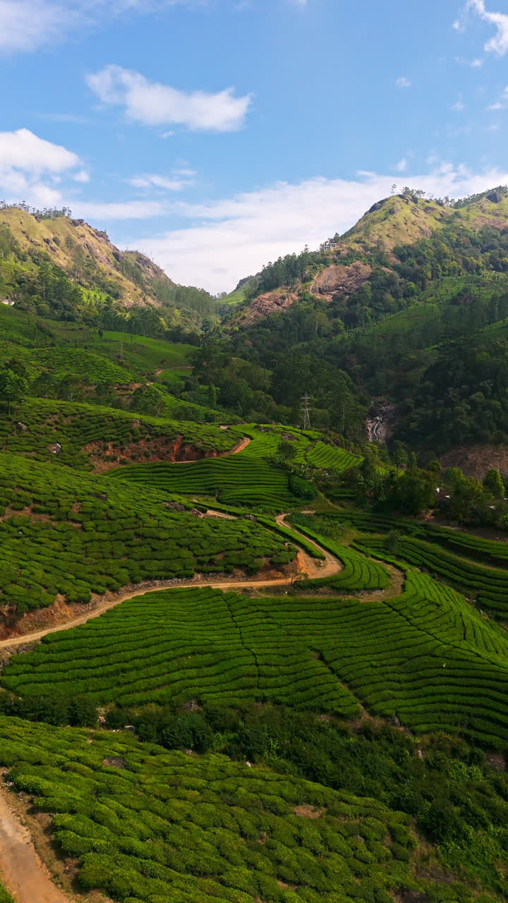 Vertical drone shot tilting over lush green, tea fields in sunny Munnar, India