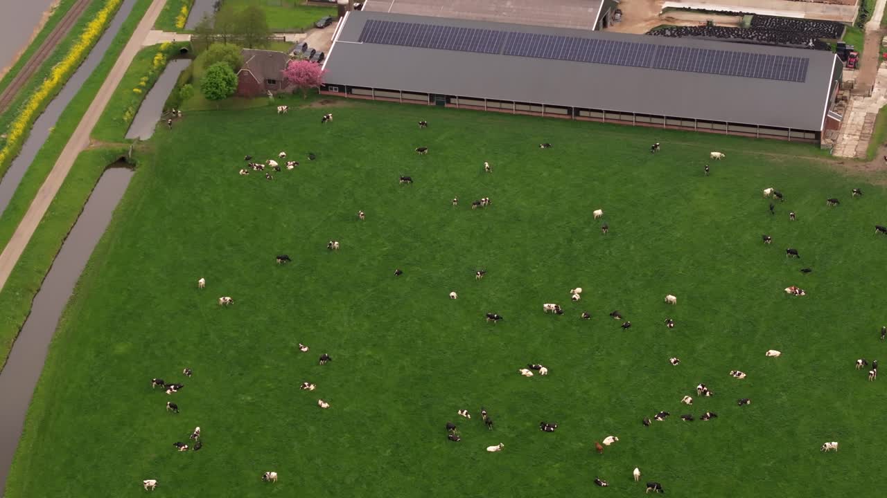 Vista aerea di campi di tulipani a strisce e animali da fattoria nei Paesi Bassi