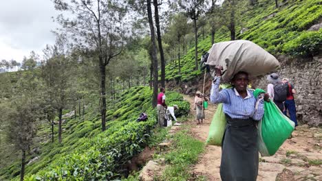 tourists explore a lush tea plantation in bandarawela, sri lanka, as workers carry sacks of freshly picked tea leaves through the vibrant greenery.