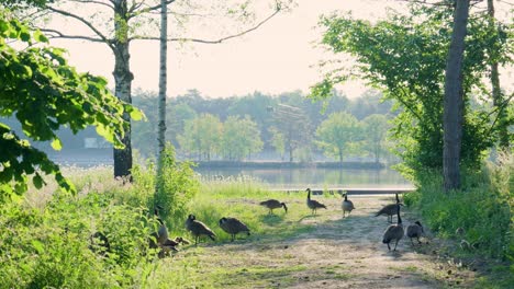 geese by a lake in a park