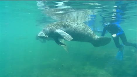 a manatee swims underwater 6