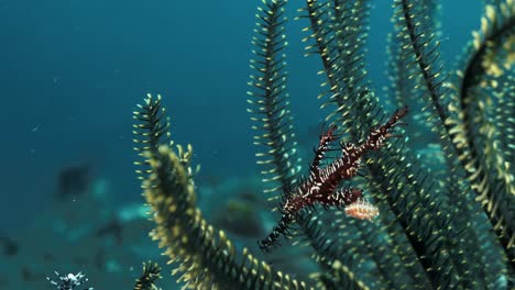 an ornate pipefish finds safety amongst the contrasted coloured crinoid