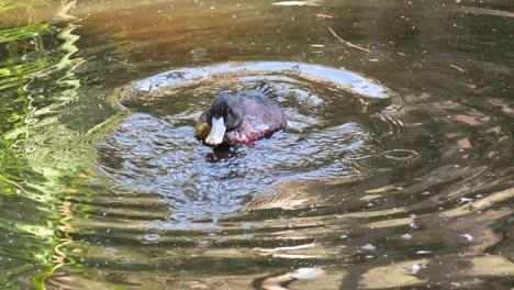 a duck preening and swimming in a pond