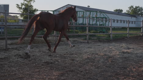 horse running in a farm paddock at sunrise/sunset